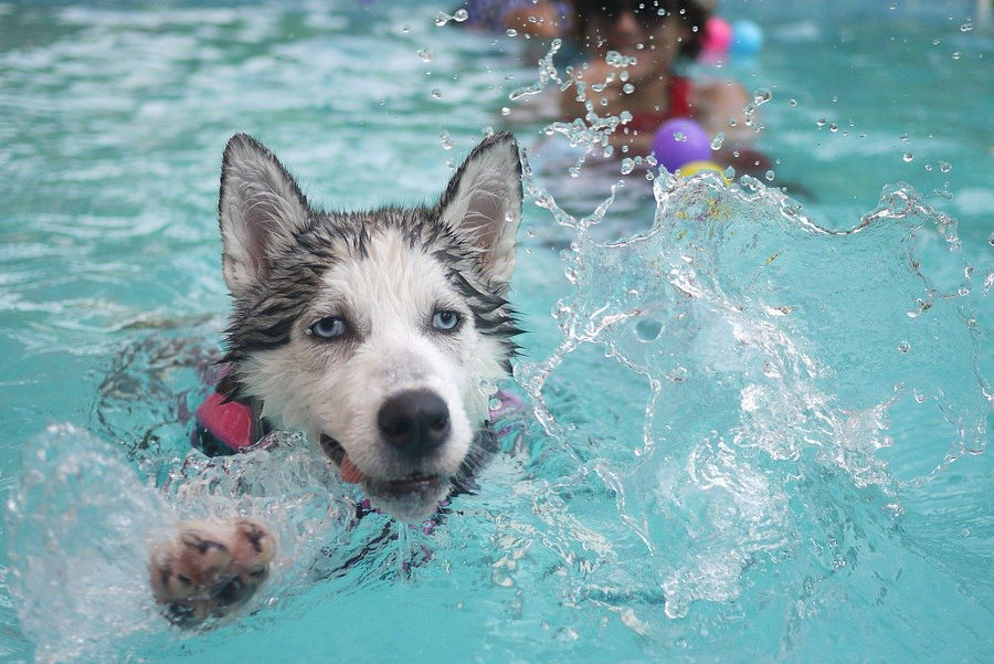 Perro jugando en el agua